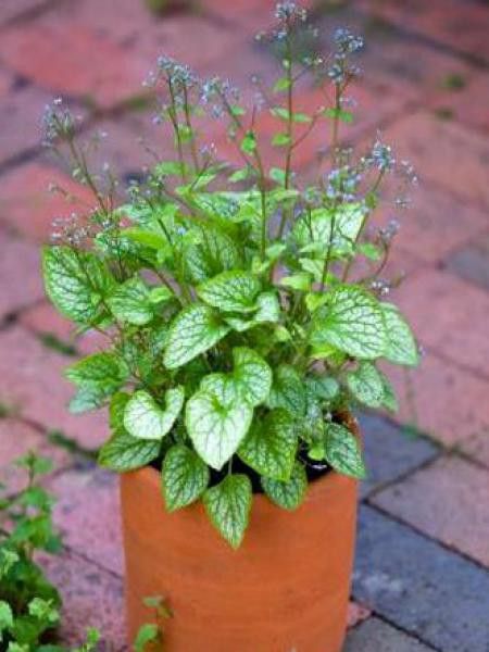 Buglosse de Sibérie 'Little Jack'