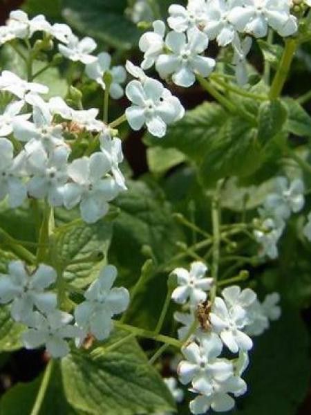 Buglosse de Sibérie 'Marley's White'