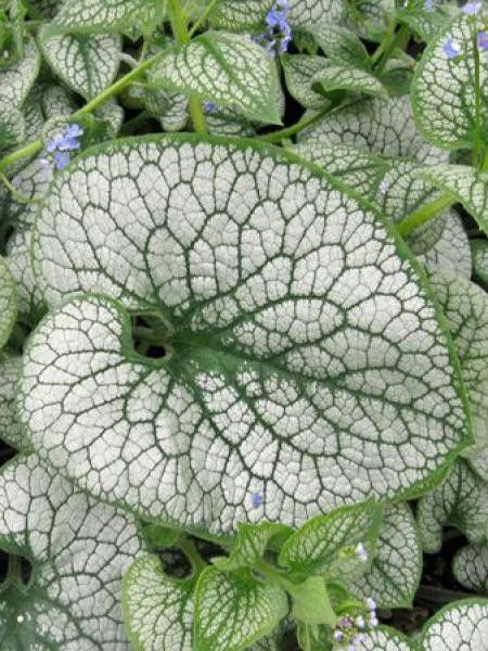 Buglosse de Sibérie 'Sea Heart'