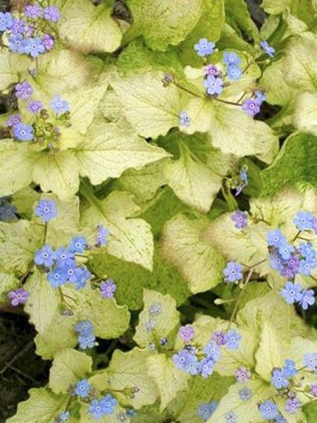 Buglosse de Sibérie 'Yellow Spring'