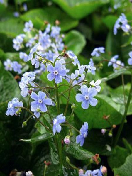 Buglosse de Sibérie