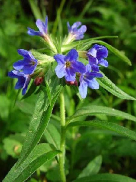 Buglossoides purpurocaerulea 