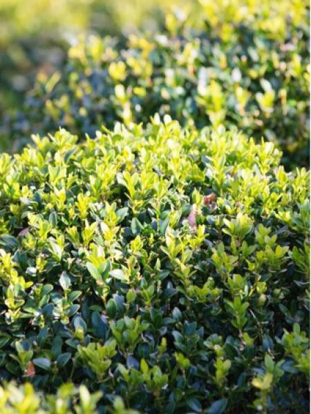 Buis commun 'Chateau'