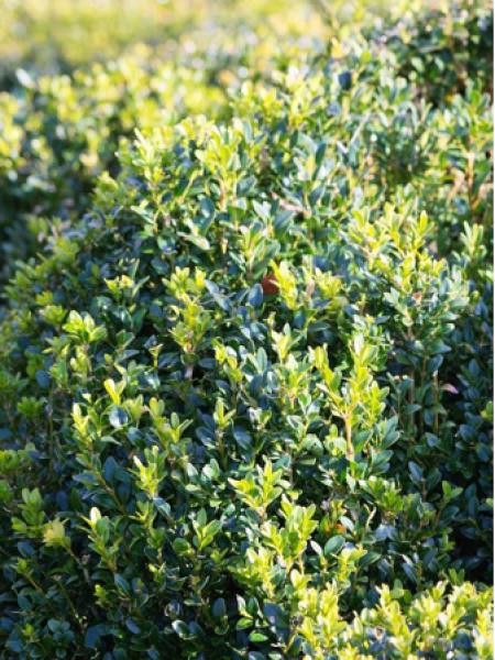 Buis commun 'Faulkner'