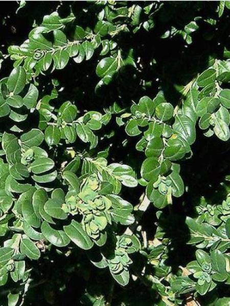 Buis commun 'Rotundifolia'