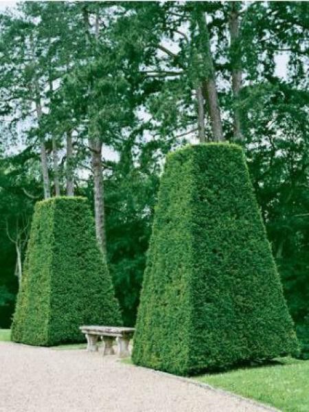 Buis commun '-taillé en pyramide ou spirale-'