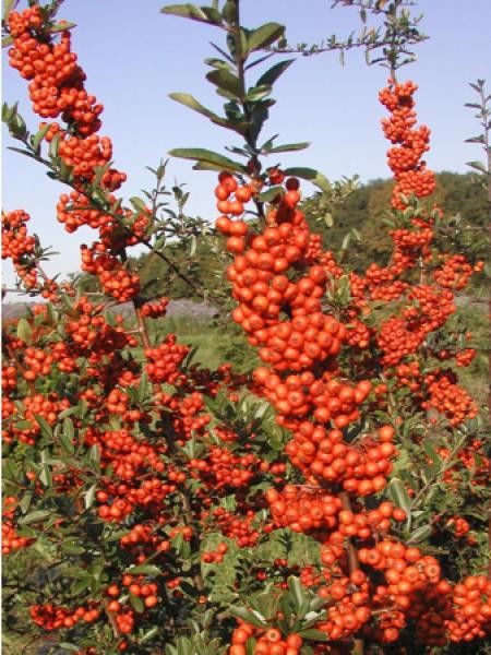 Buisson ardent 'Darts Red® 'interrada' '