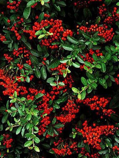 Buisson ardent 'Mohave'