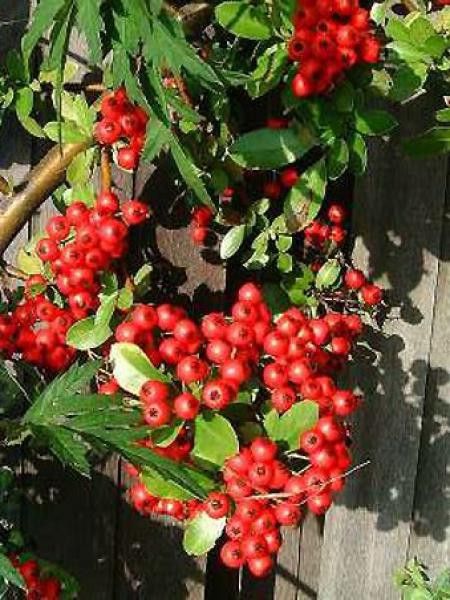 Buisson ardent 'Red Column'