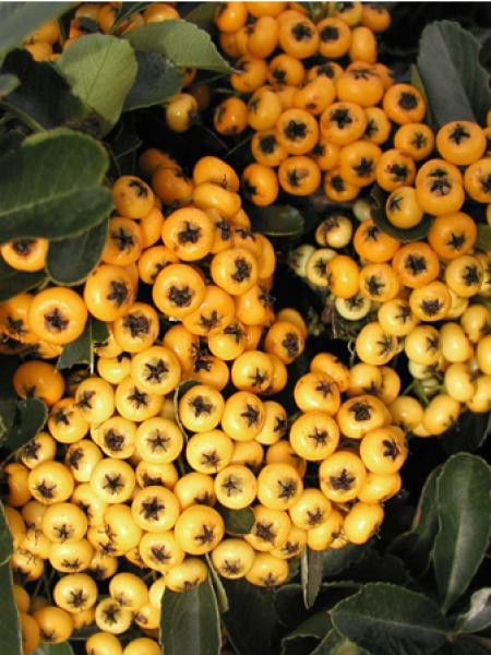 Buisson ardent 'Saphyr Jaune® 'cadaune' '