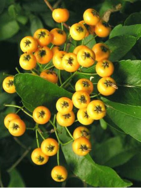 Buisson ardent 'Soleil D'or'