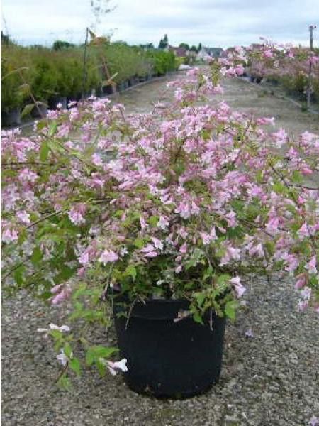 Buisson de beauté 'Rosea'