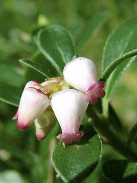 Busserole, Raisin d'ours