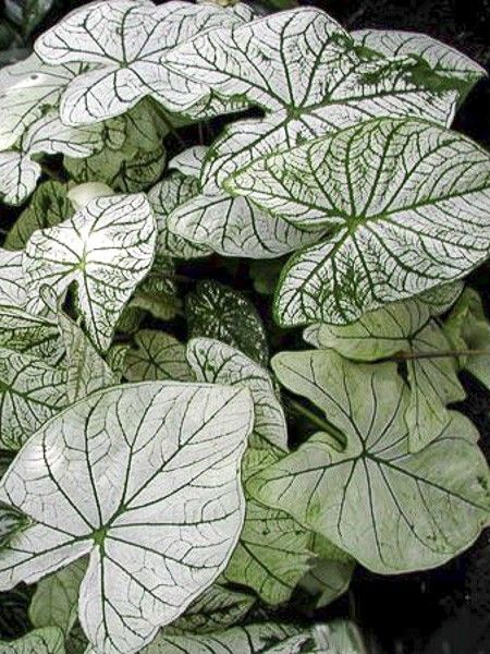 Caladium 'Candidum'