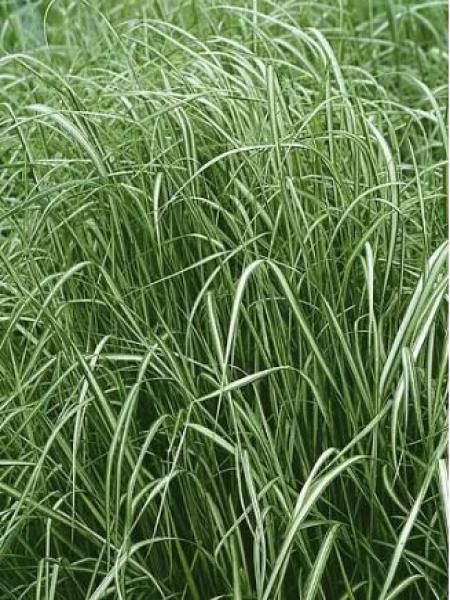 Calamagrostide 'Avalanche'