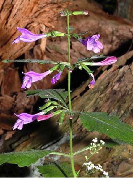 Calament à grandes fleurs
