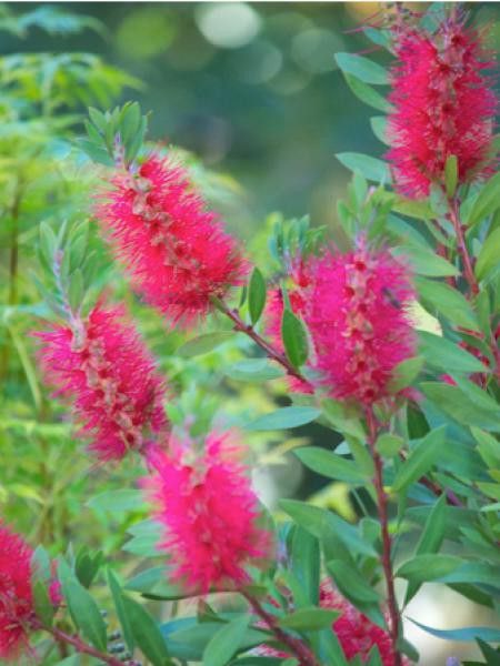 Callistemon citrinus 'Splendens'