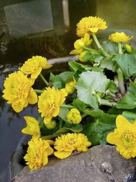 Caltha palustris 'Multiplex'