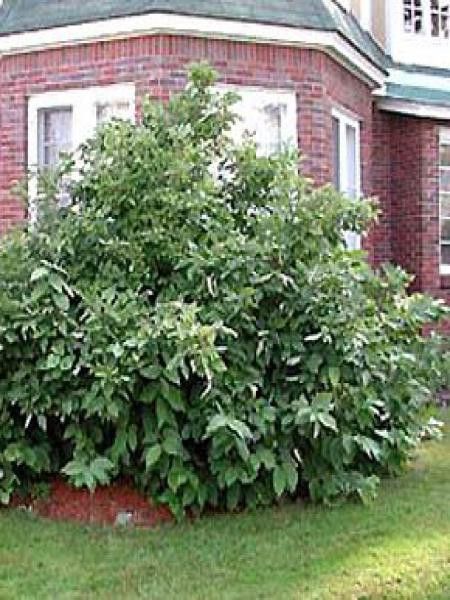 Calycanthe, Arbre Pompadour de Floride