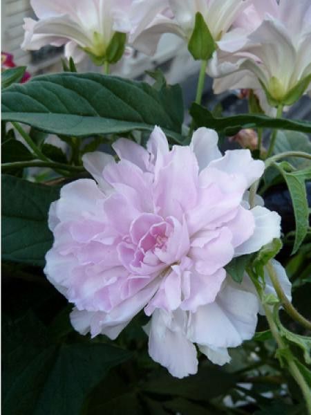 Calystegia hederacea 'Flore Pleno'