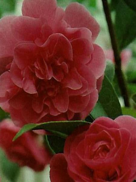 Camélia 'Debbie'