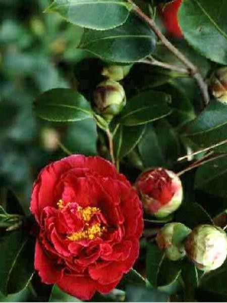 Camélia du Japon 'Blood of China'