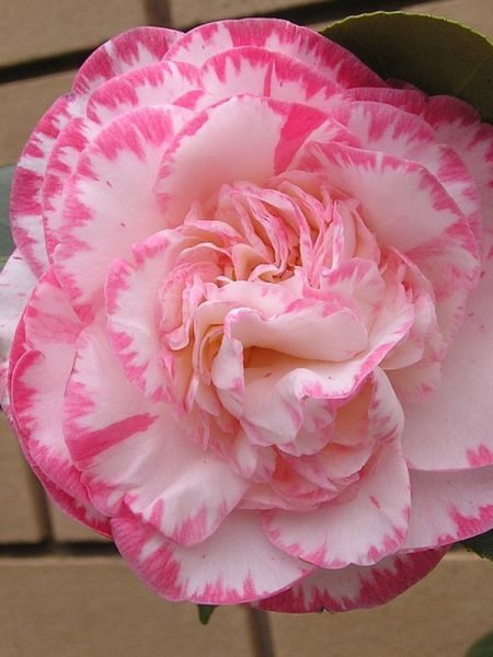 Camélia du Japon 'Margaret Davis'