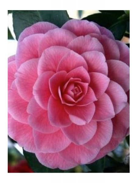 Camélia du Japon 'Mrs Tingley'