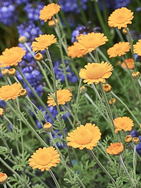 Camomille de la Saint-Jean