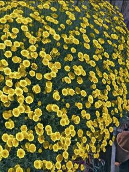 Camomille des teinturiers 'Charme'