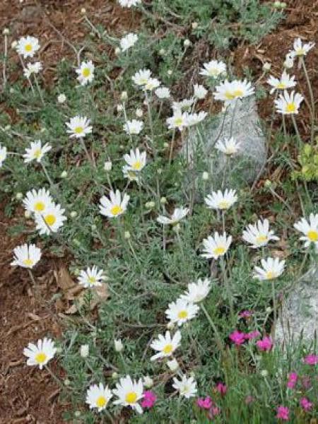 Camomille 'Karpatenschnee'