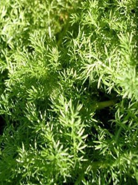 Camomille romaine 'Ligulosa'