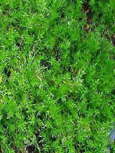 Camomille romaine 'Treneague'