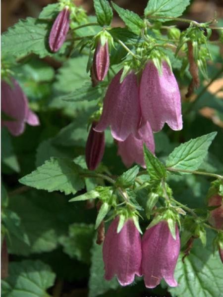 Campanule à bouquets 'Ringsabell Mulberry Rose'