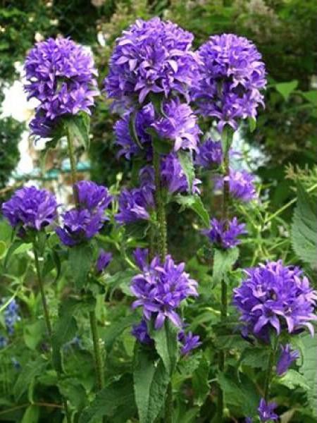 Campanule à bouquets 'Superba'