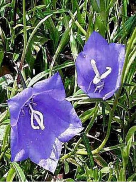 Campanule à feuilles de pêcher 'Coerulea'