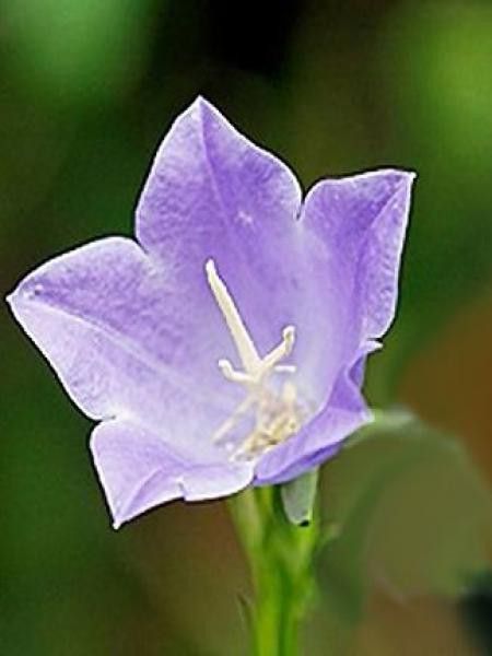 Campanule à feuilles de pêcher 'Grandiflora Coerulea'