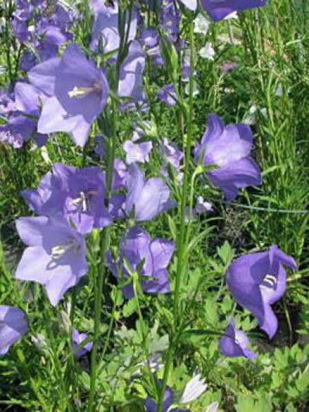Campanule à feuilles de pêcher 'Telham Beauty'