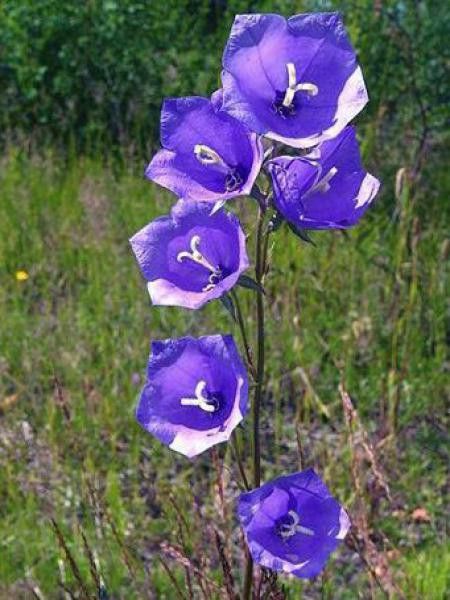 Campanule à feuilles de pêcher