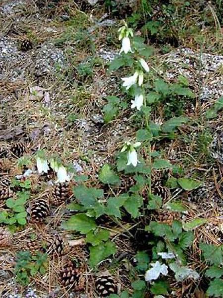 Campanule à feuilles larges 'Alba'