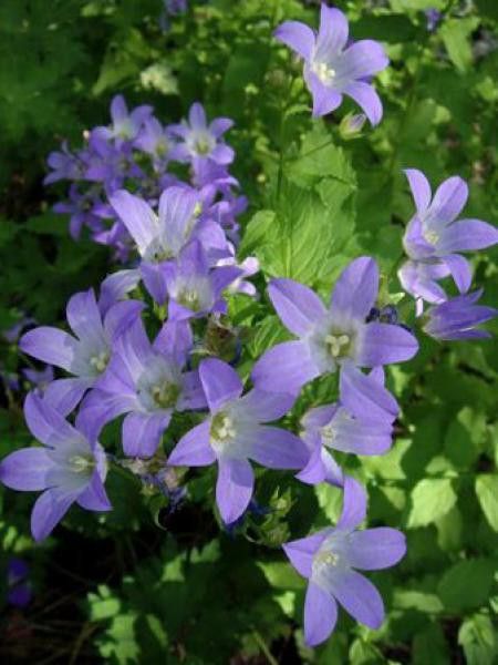 Campanule à fleurs laiteuses