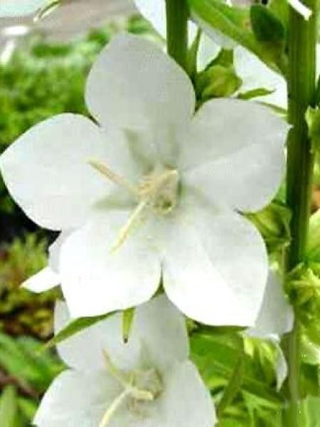 Campanule à fleurs larges 'Alba'