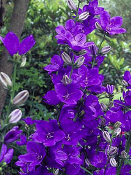 Campanule à fleurs larges 'Highcliffe Variety'
