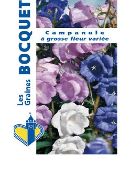 Campanule à grosse fleur en mélange