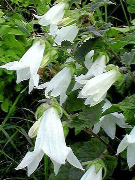 Campanule aliariifolia
