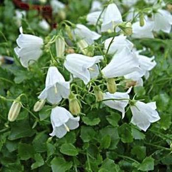 Campanule 'Baby White'