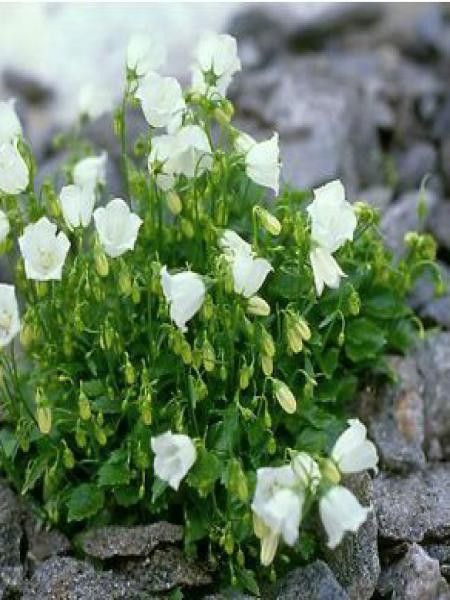 Campanule 'Bavaria Alba'