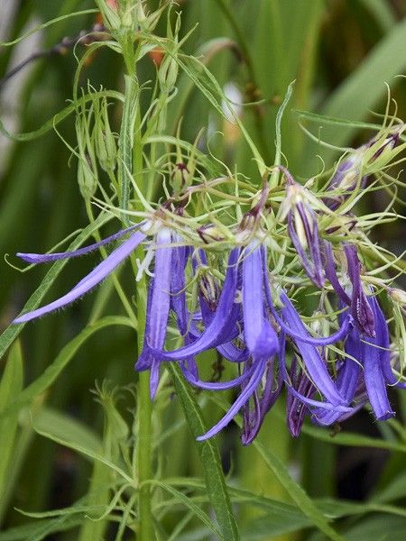 Campanule 'Blue Octopus'