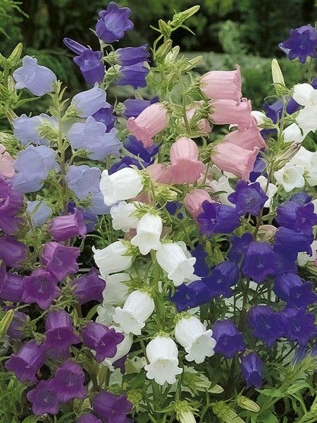 Campanule Carillon