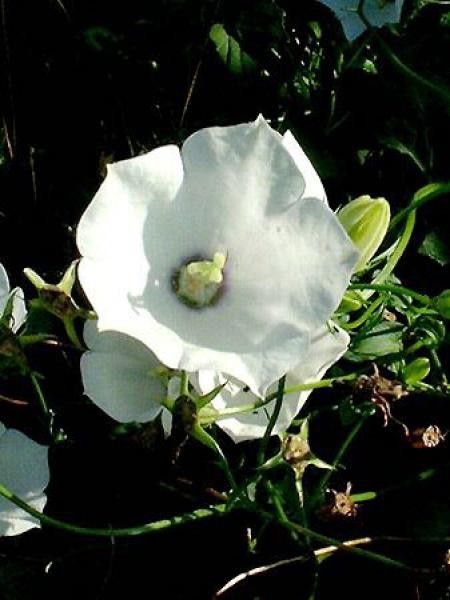 Campanule des Carpates 'Alba'